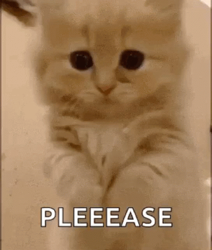 قطة تسأل السؤال